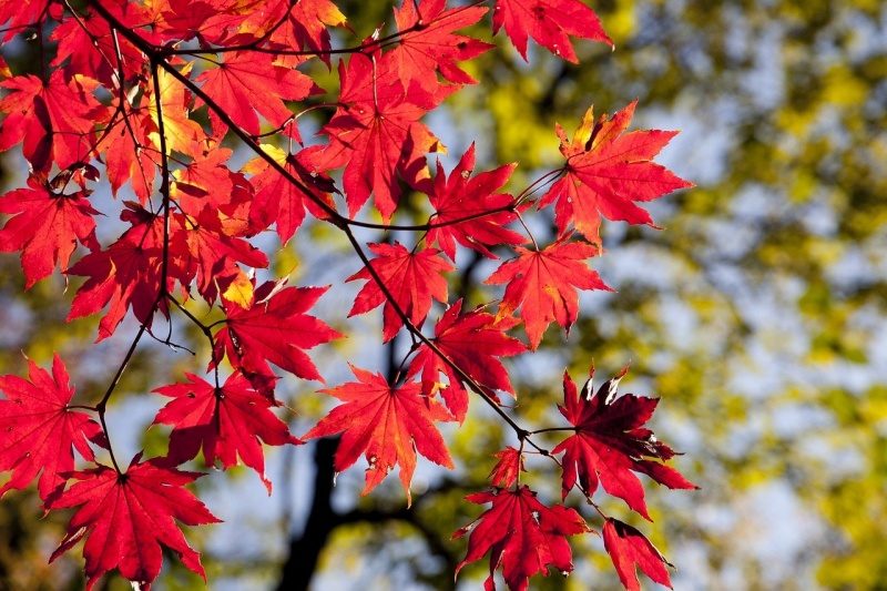 붉은단풍잎