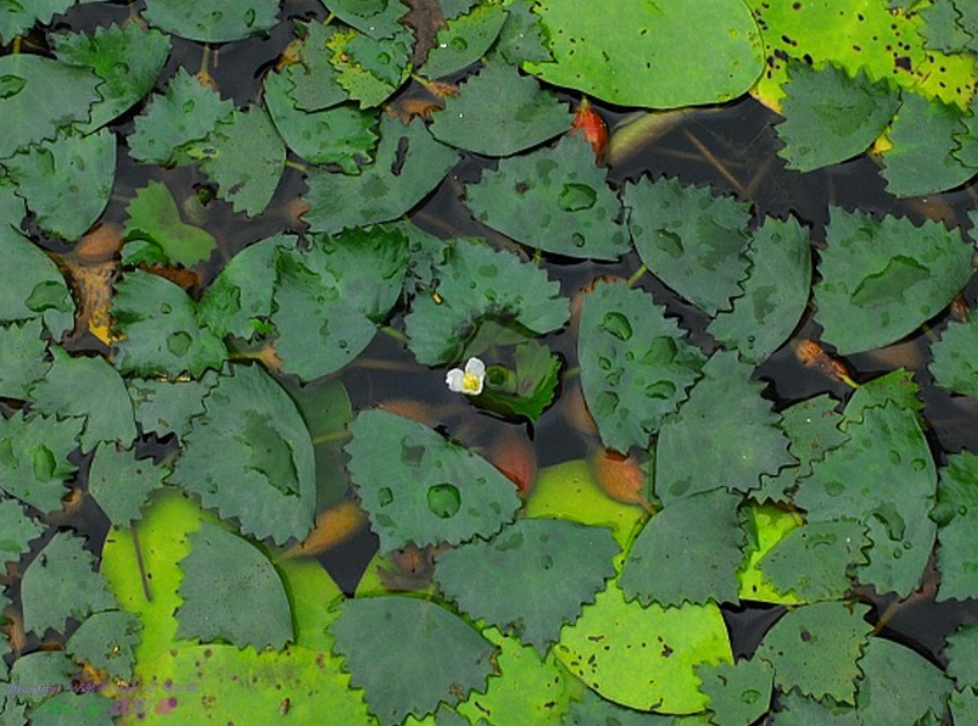 야생의 연못에서 찍은 마름의 잎과 꽃&#44; 줄기&#44; 그리고 열매를 위에서 확대하여 찍은 사진