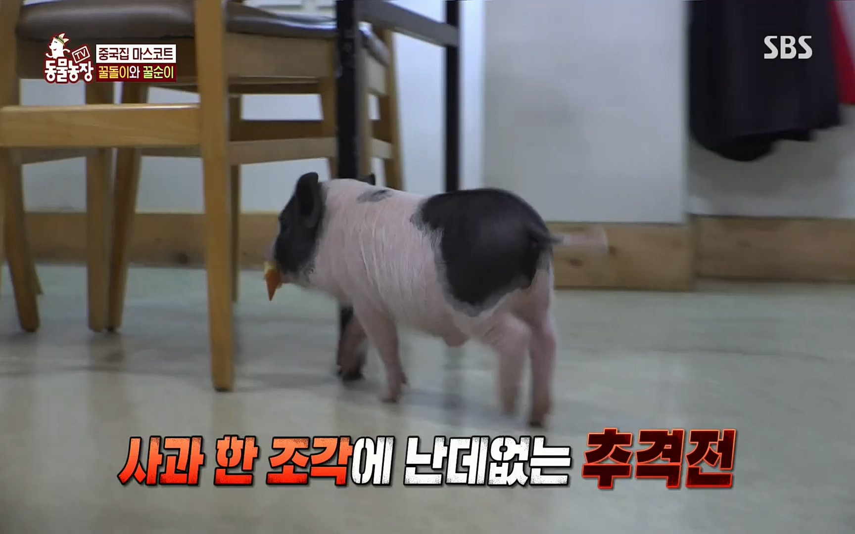 TV 동물농장.E1069.220515p.H264-F1RST.mp4_20220515_181240.385.jpg