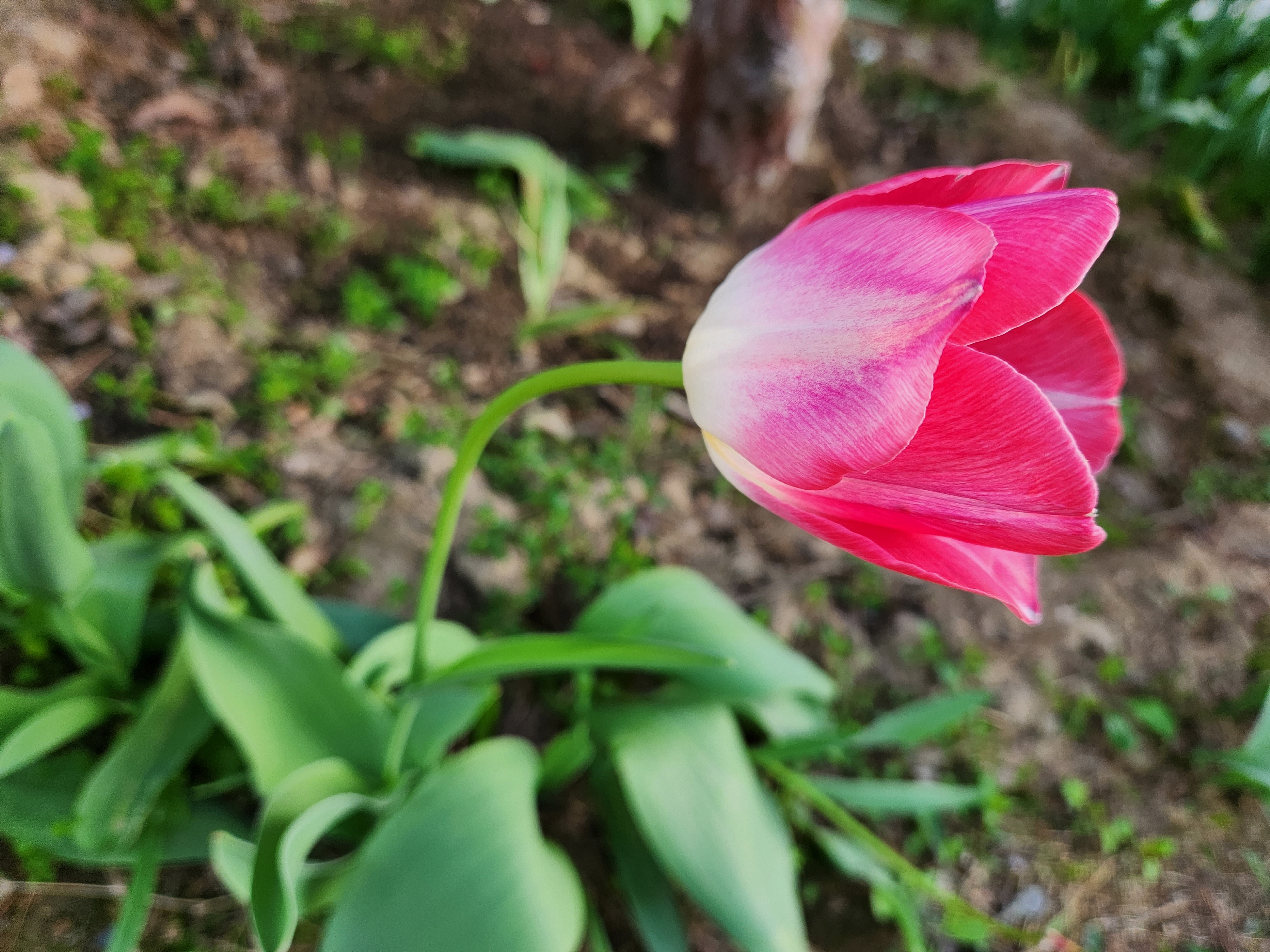 튤립 (Tulip)