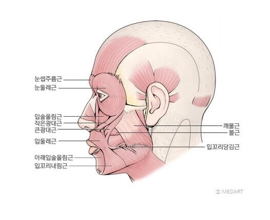 얼굴 근육 측면