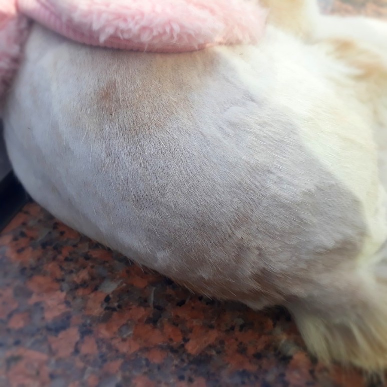 고양이 미용기고양이 미용기바비온
