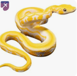 황금색 뱀사진