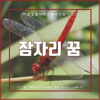  【꿈해몽/꿈풀이】 잠자리 꿈