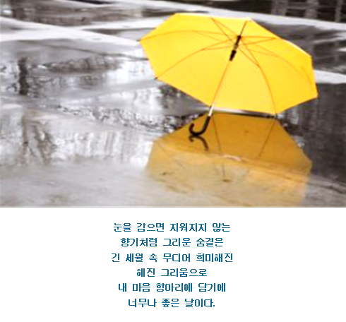 봄비 이미지