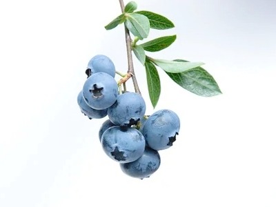 보라색-블루베리-열매
