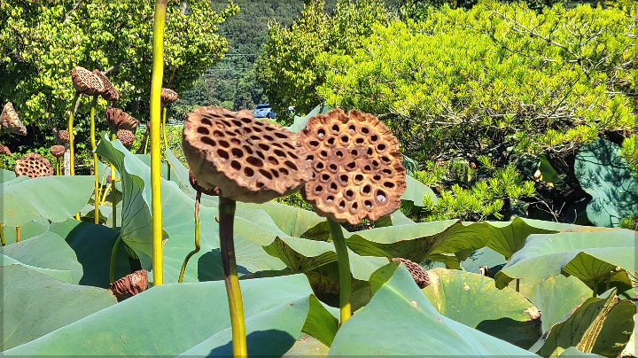 7월 서울 근교 연꽃 명소 가볼 만한 3