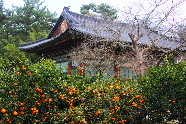  제주삼양동 원당사/불탑사사찰 다녀오기/4.3피해사찰