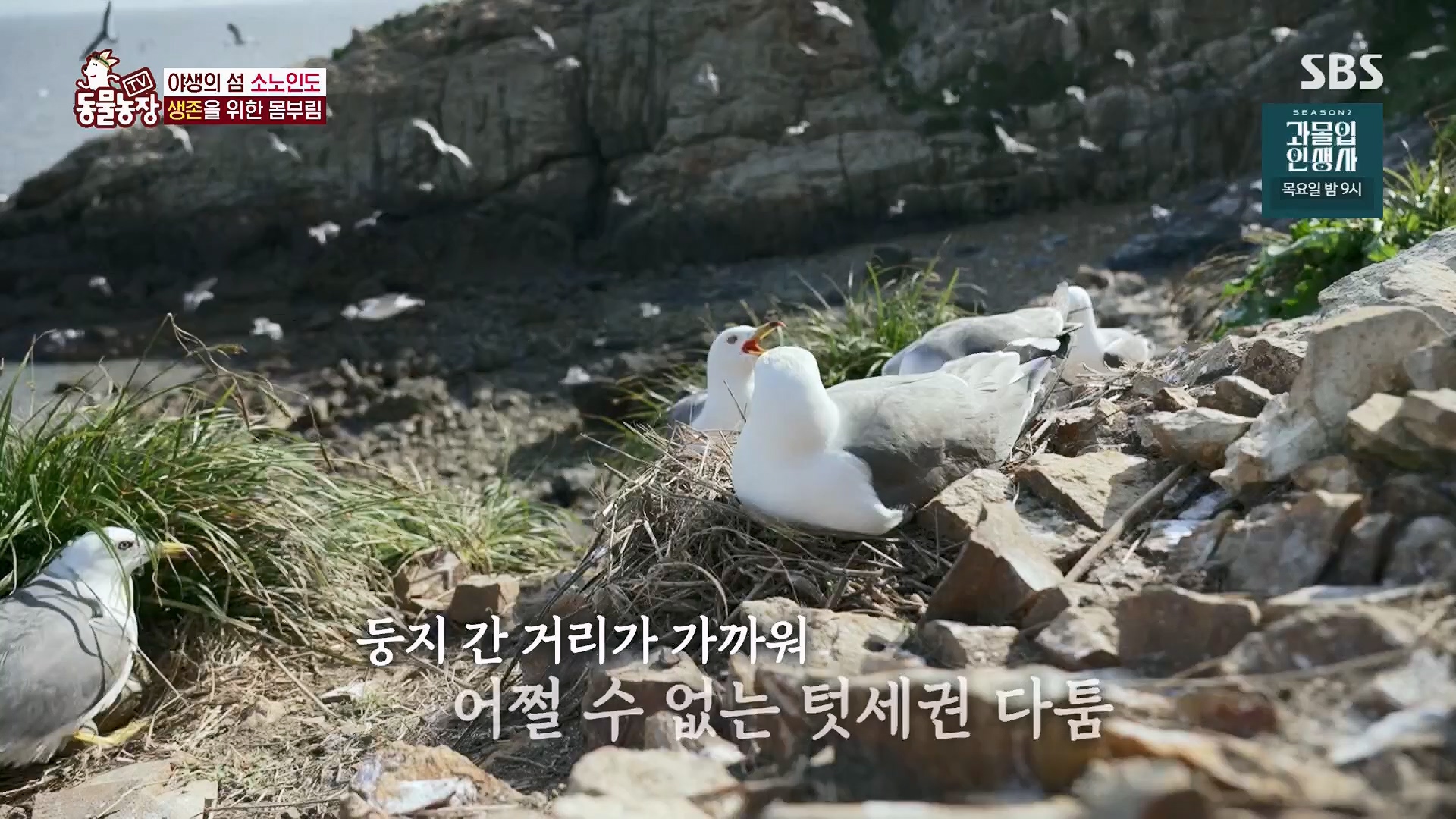 TV 동물농장.E1180.240714p.H264-F1RST.mp4_20240715_201729.810.jpg