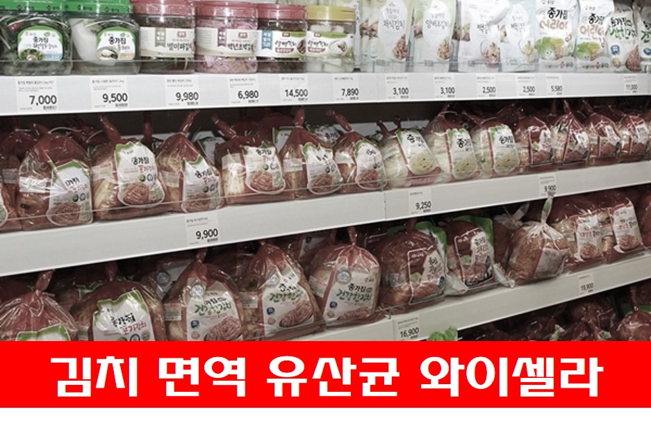  김치 면역 유산균 와이셀라 , 어떤 효능이 있을까?