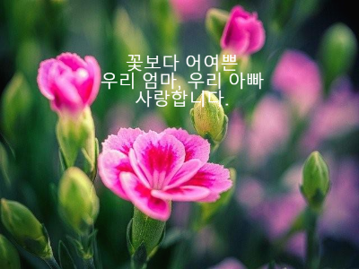 분홍색 카네이션 꽃화분