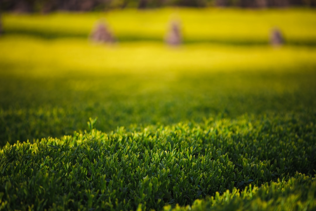 Green tea.