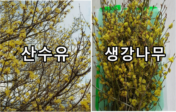 생강나무 산수유 차이점(구분) 효능 꽃과 잎차 만들기