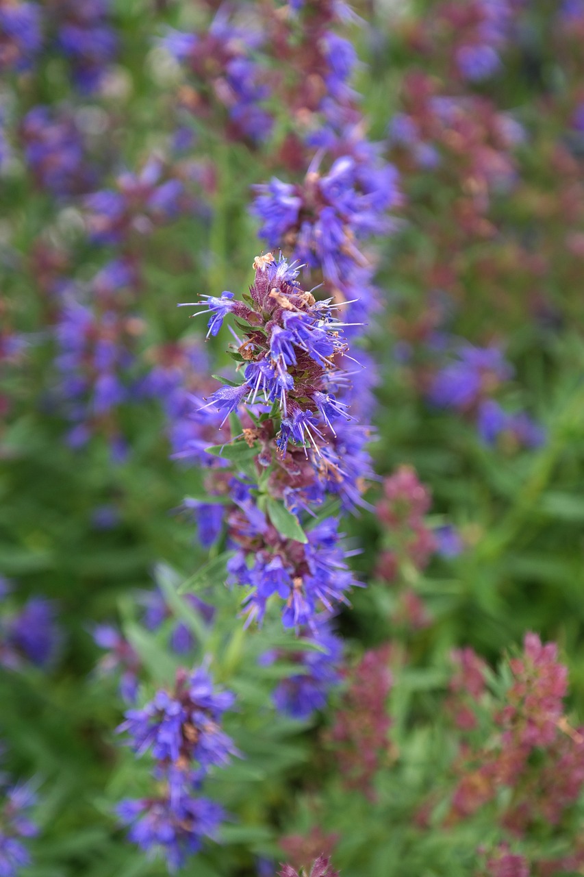 Hyssopus officinalis