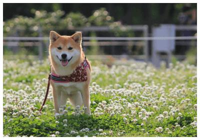  시바견 성격 특징 알아봐요