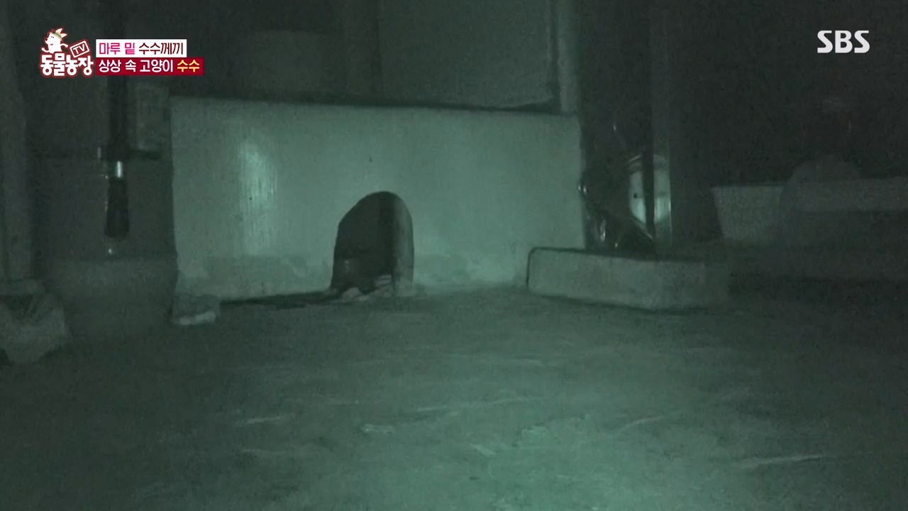 TV 동물농장.E1173.240527p-NEXT.mp4_20240526_155716.410.jpg