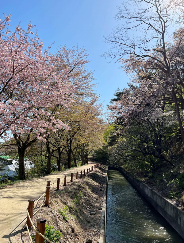 아름다운 겹벚꽃 산책로