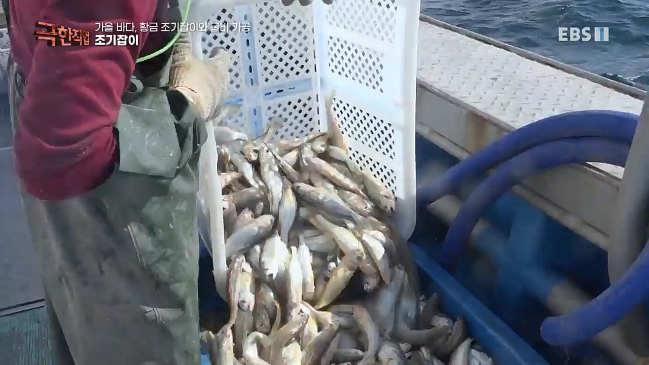 TV - 교육의 중심 EBS가을 바다 황금 조기잡이와 굴비 가공.mp4_20221122_195434.449.jpg