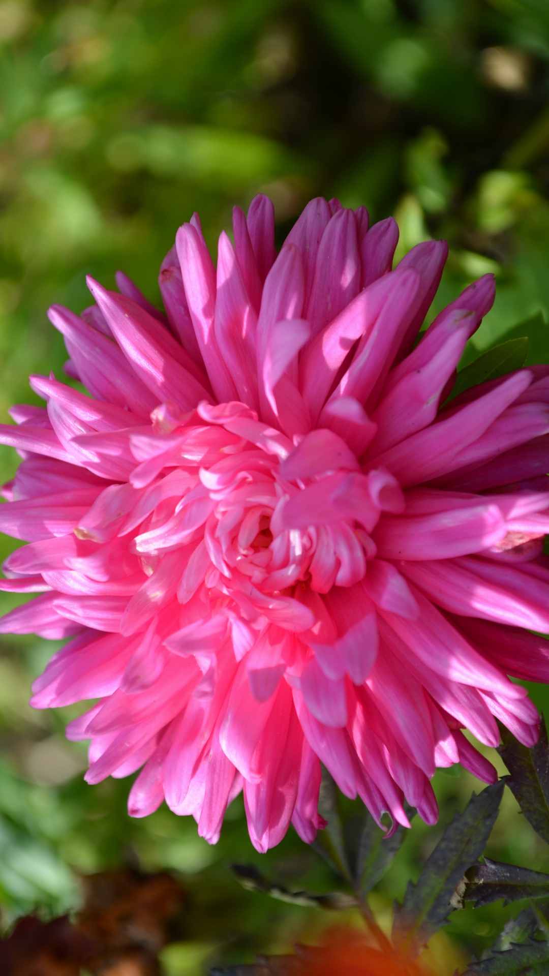 Dahlia Flower iPhone Wallpaper