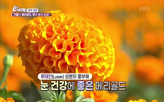 [7612회] 6시 내고향 - KBS7612회] 6시 내고향.ts_20220912_172043.321.jpg