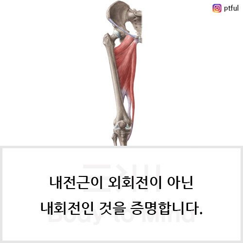 내전근(adductors)이 외회전(external rotation)이 아닌 내회전(internal rotation)인 것을 증명합니다.