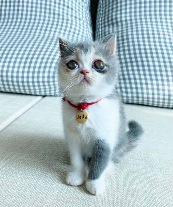 귀여운 고양이
엑조틱 고양이
엑죠틱 고양이
고양이 목걸이
고양이 이름표