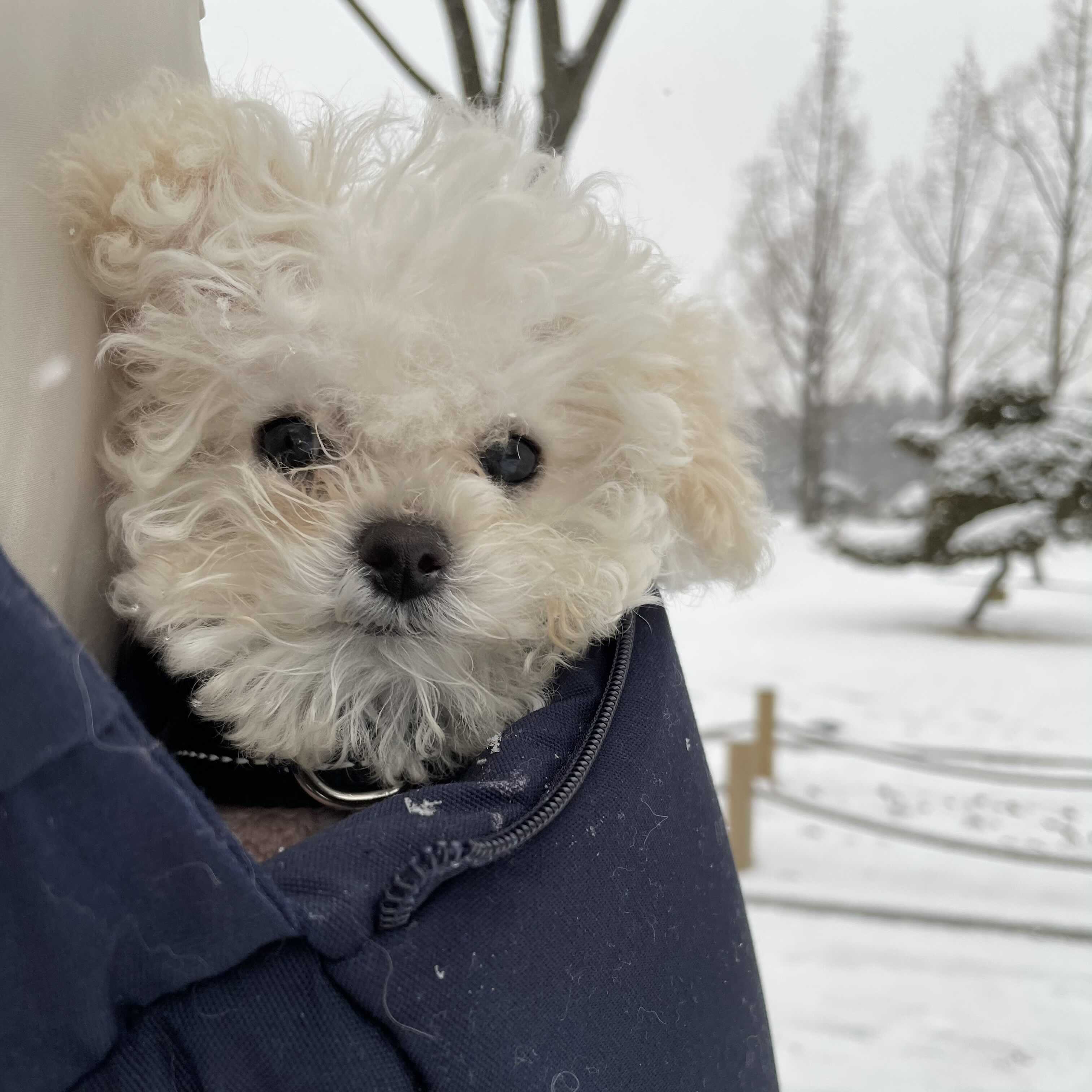  산책시작! 폭설시작!c