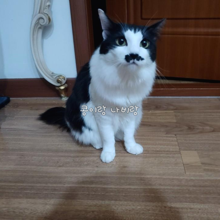  [고양이 간식] 이나바 차오츄르 마약간식