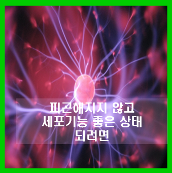  피곤해 지지 않고 세포기능이 좋은 상태가 되려면