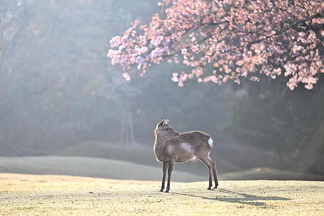 봄 여행