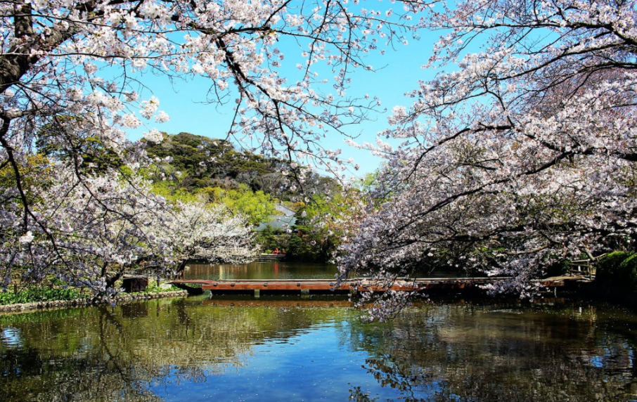 쓰루가오카 하치만구 사원 내 연못 풍경
