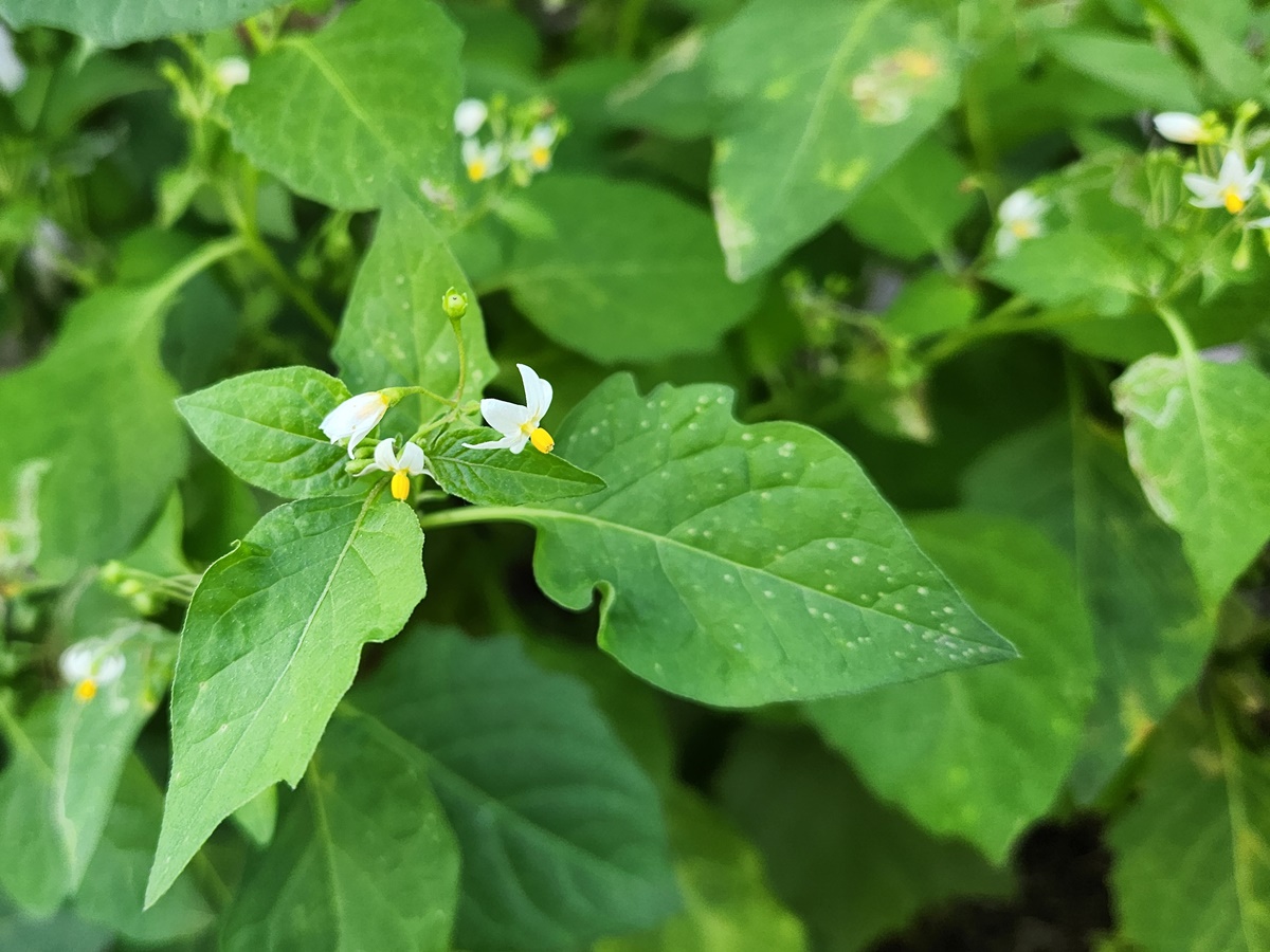 까마중(개멀구)