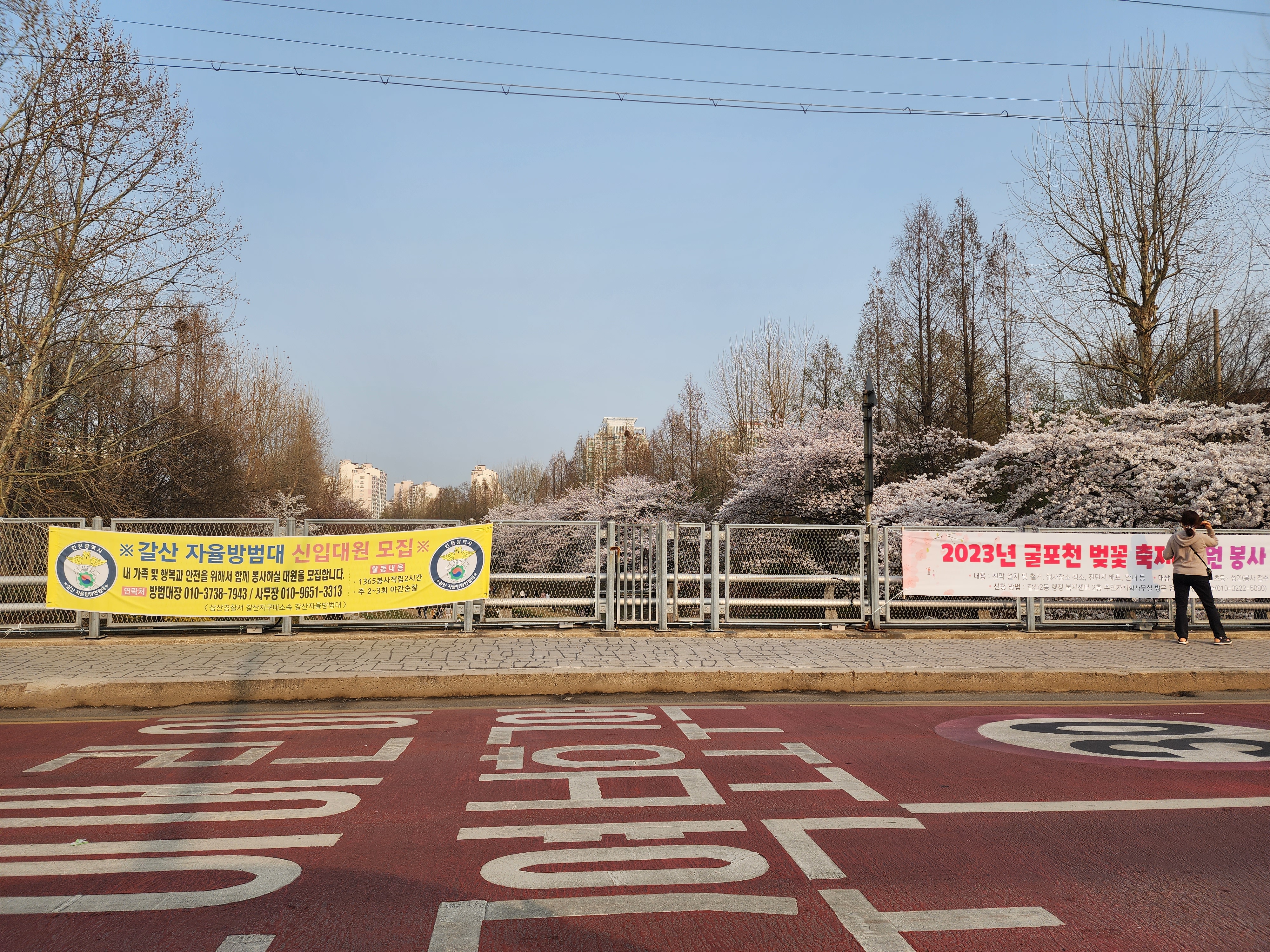  벚꽃 철, 여의도 벚꽃축제, 벚꽃