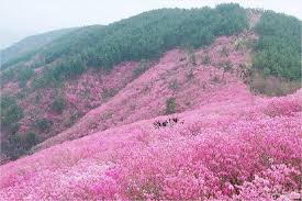 제 26회 천주산 진달래축제 기본일정과 프로그램 소개 류지광 남승민 출연