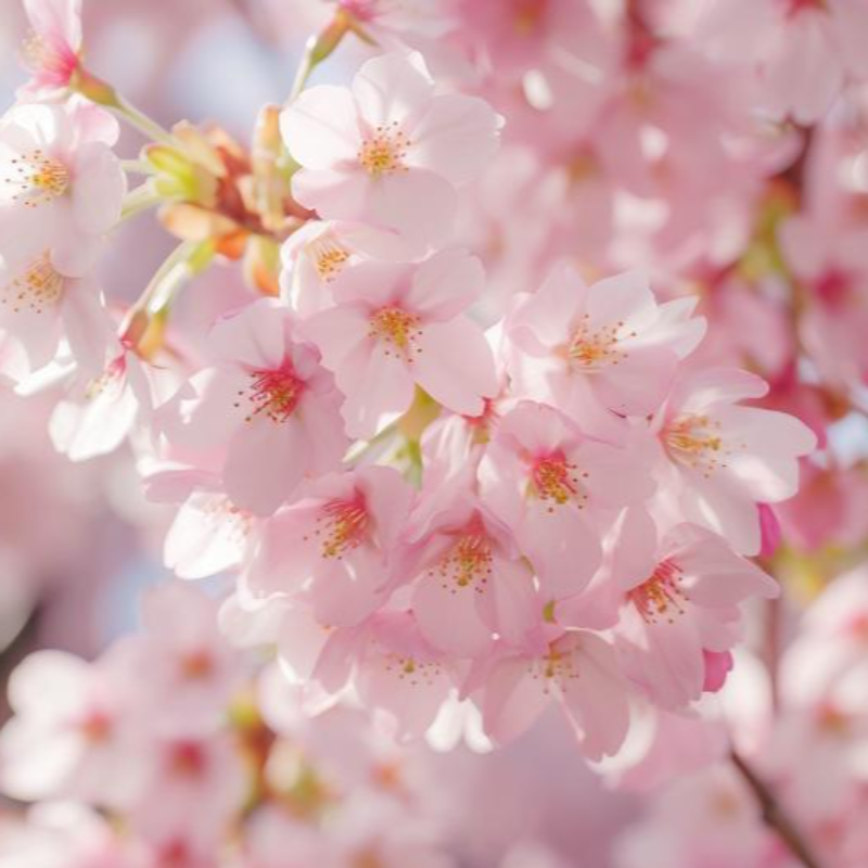 일본-벚꽃-개화시기-만개-벚꽃명소-여행-도쿄-오사카