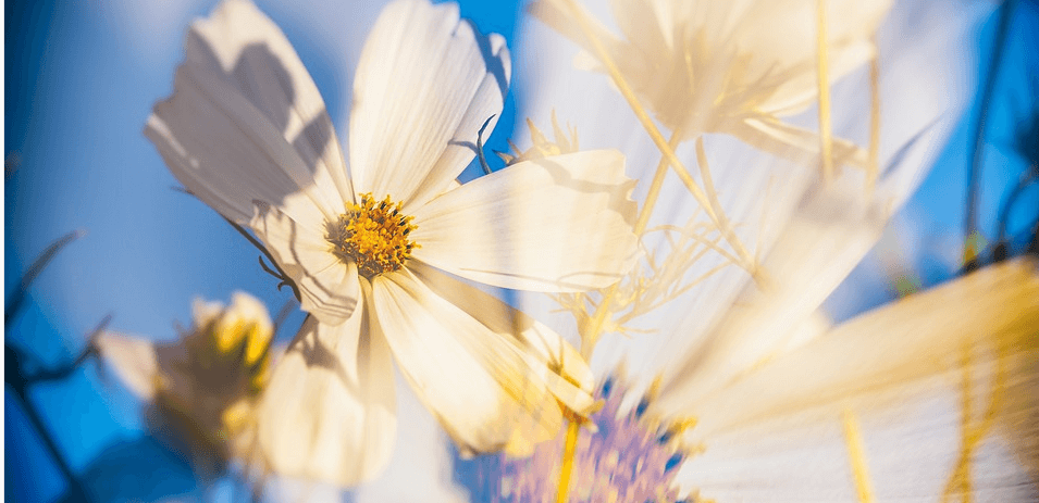 햇빛에 비치고 있는 코스모스 꽃들