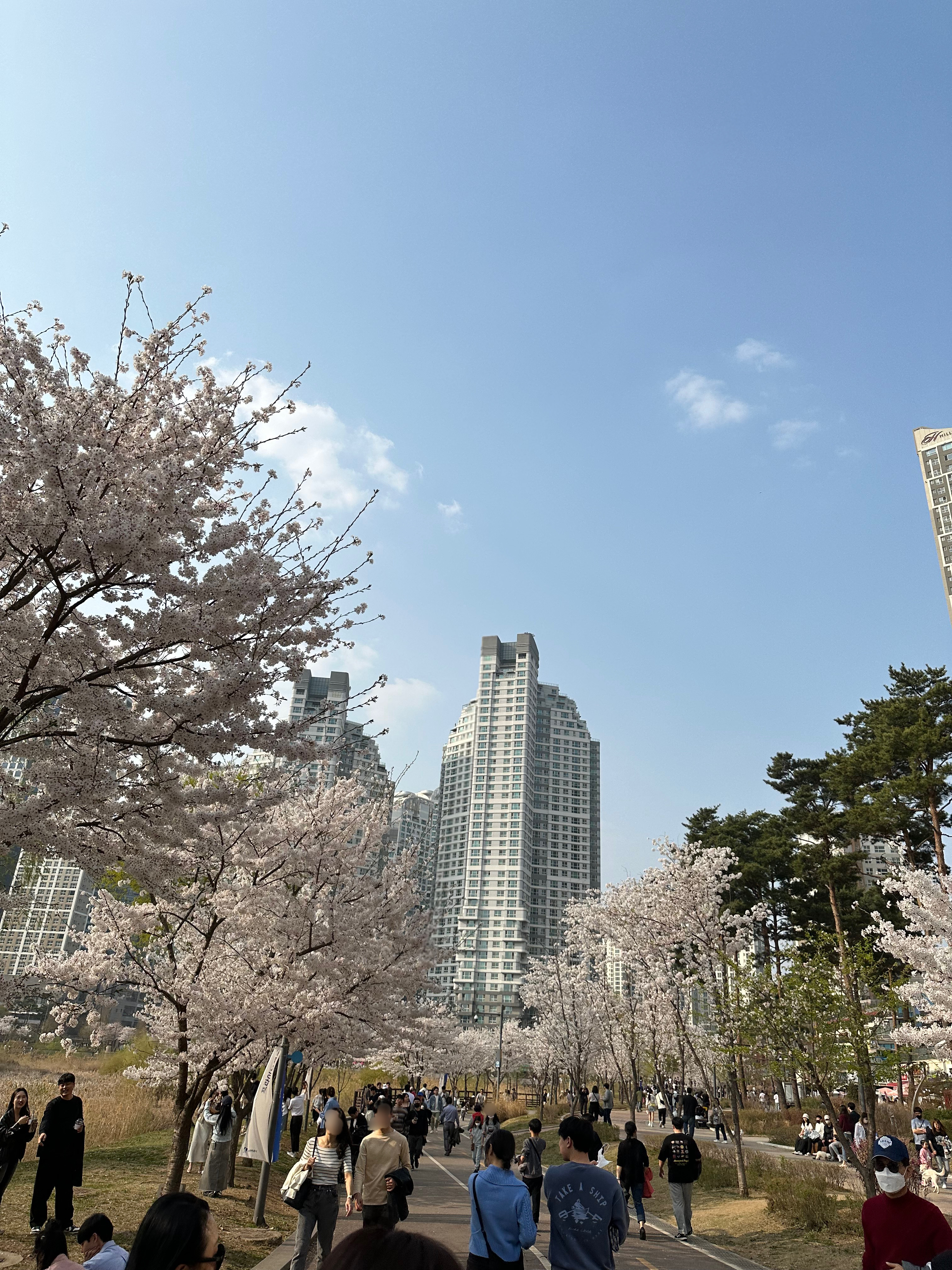 광교호수공원 벚꽃길