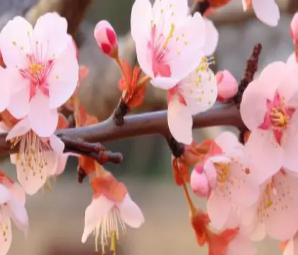 3월여행지-매화축제