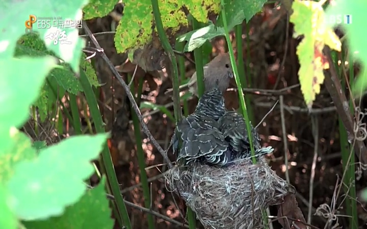 EBS 다큐프라임_ 220628.avi_20220629_205203.585.jpg