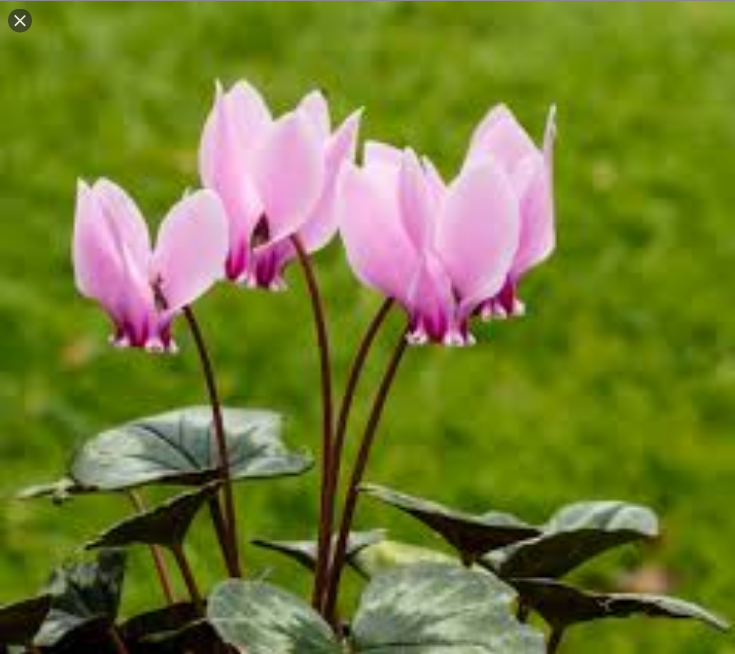  시클라멘 (CYCLAMEN) 효능 및 부작용, 주의할 점 알고 가세요