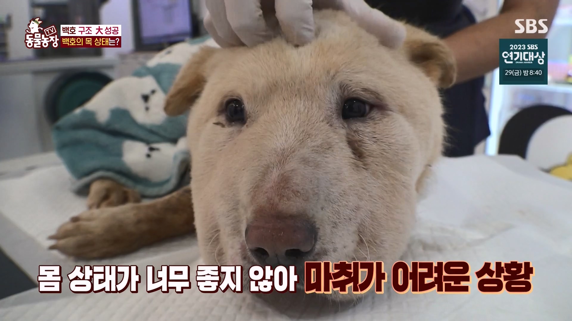 TV 동물농장.E1151.231224p-NEXT.mp4_20231224_154142.319.jpg