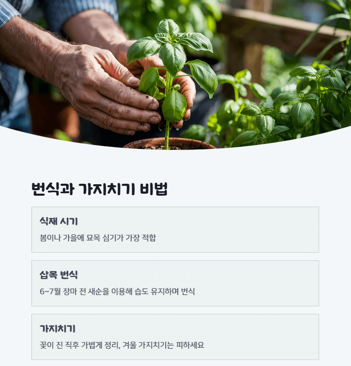 미스김 라일락 키우기