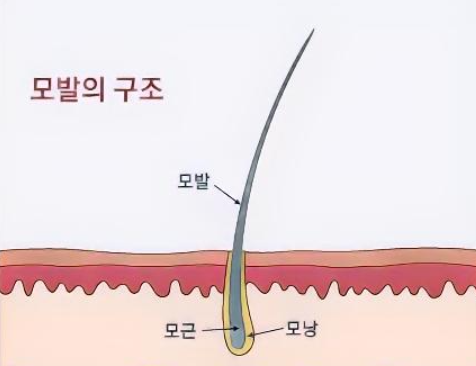 모발과 두피 이미지