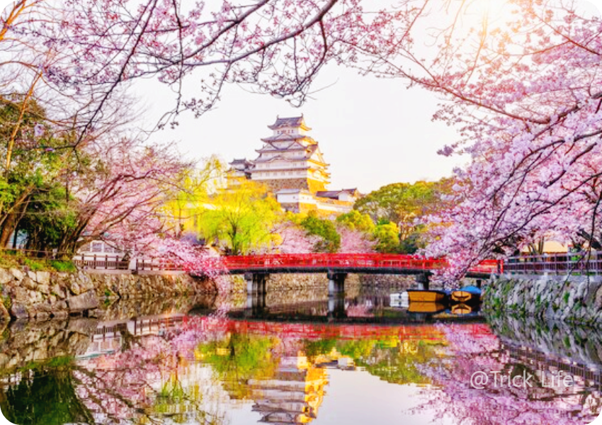 오사카성-벚꽃
