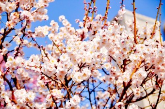 전국 봄축제