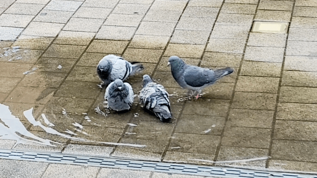 산철쭉 화단접대 36