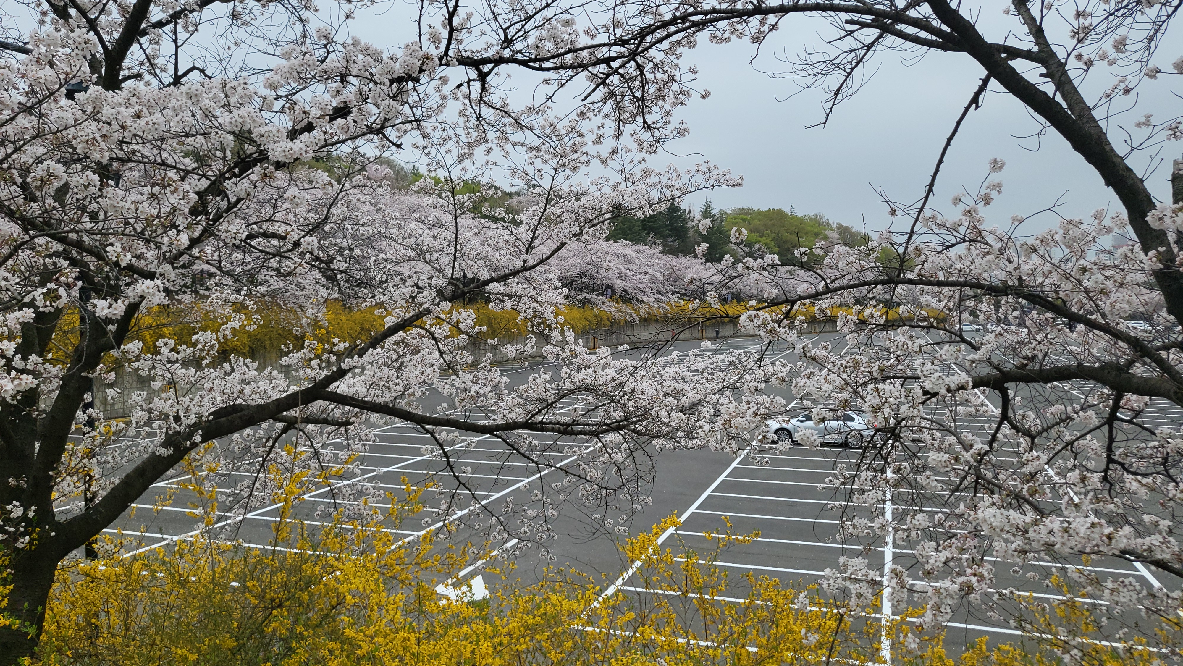 대구 벚꽃밭 11