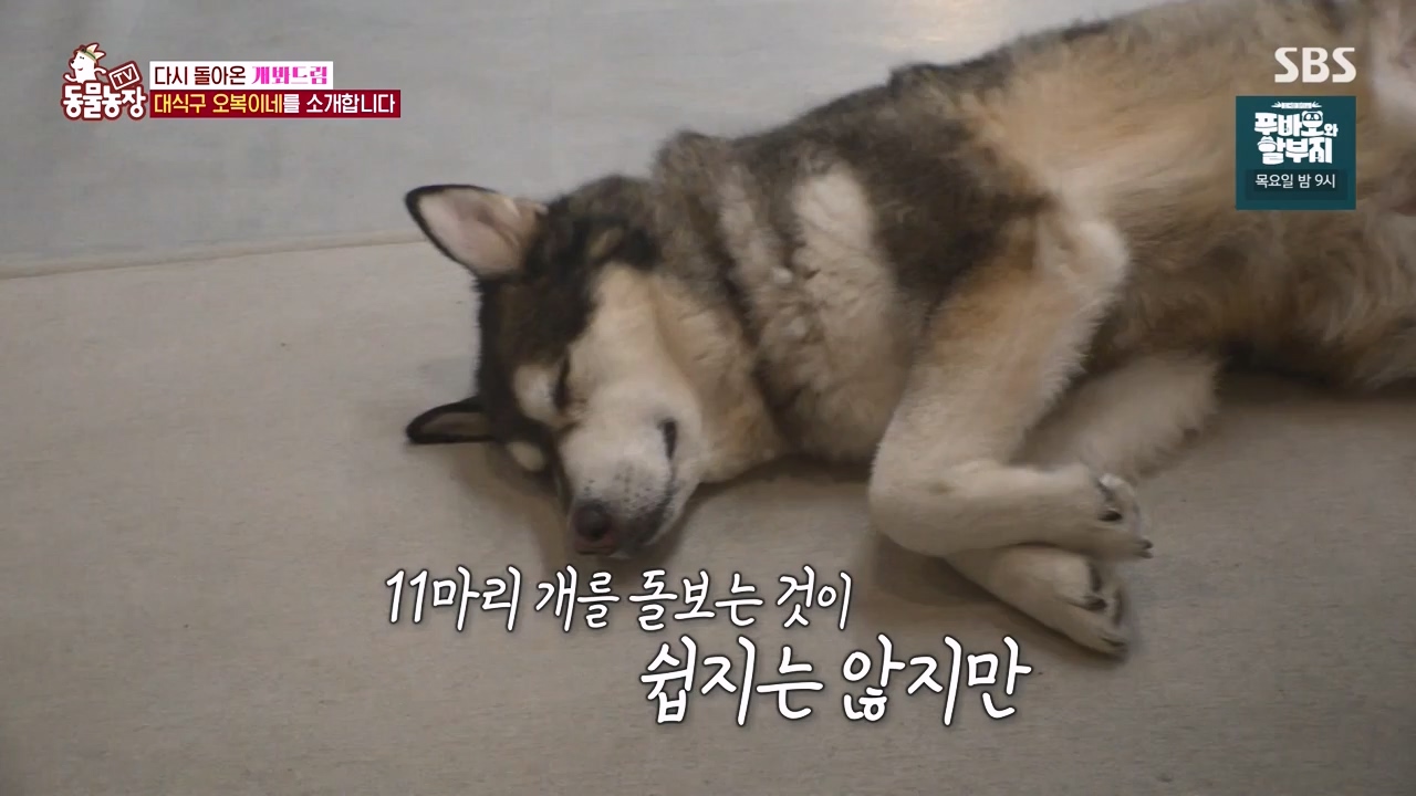 TV 동물농장.E1147.231127p-NEXT.mp4_20231126_170353.654.jpg