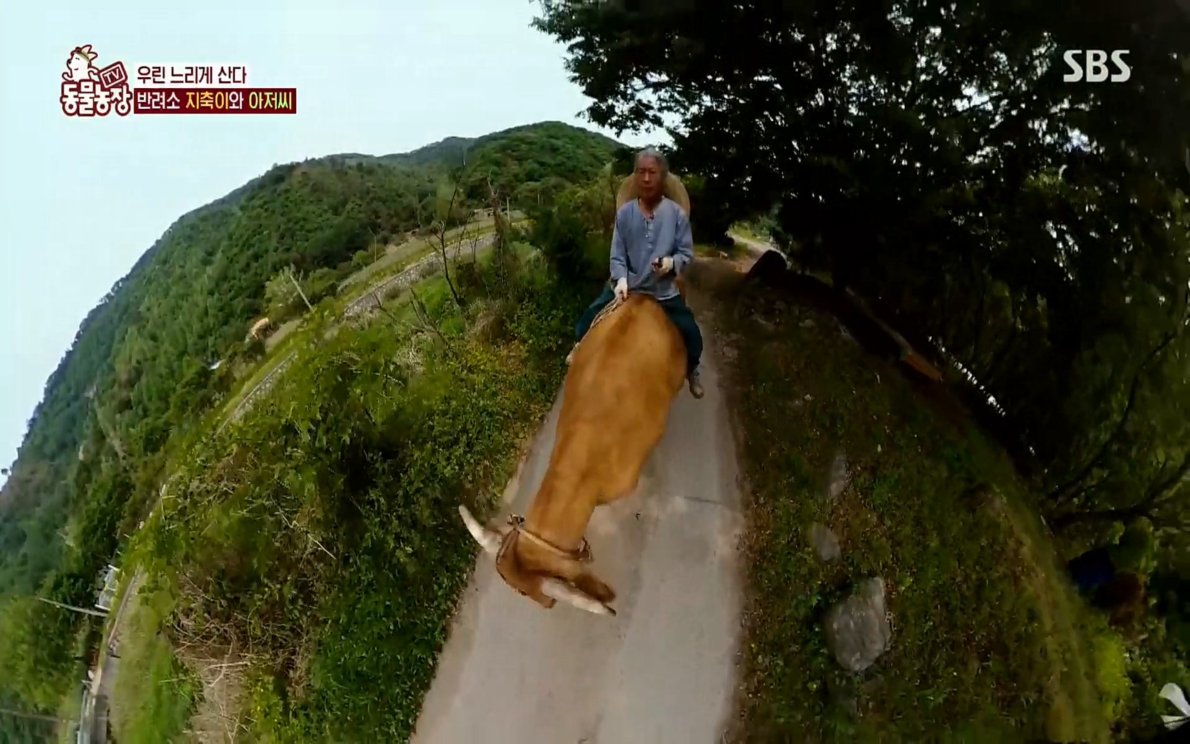 TV 동물농장.E1074.220619p.H264-F1RST.mp4_20220619_181314.308.jpg