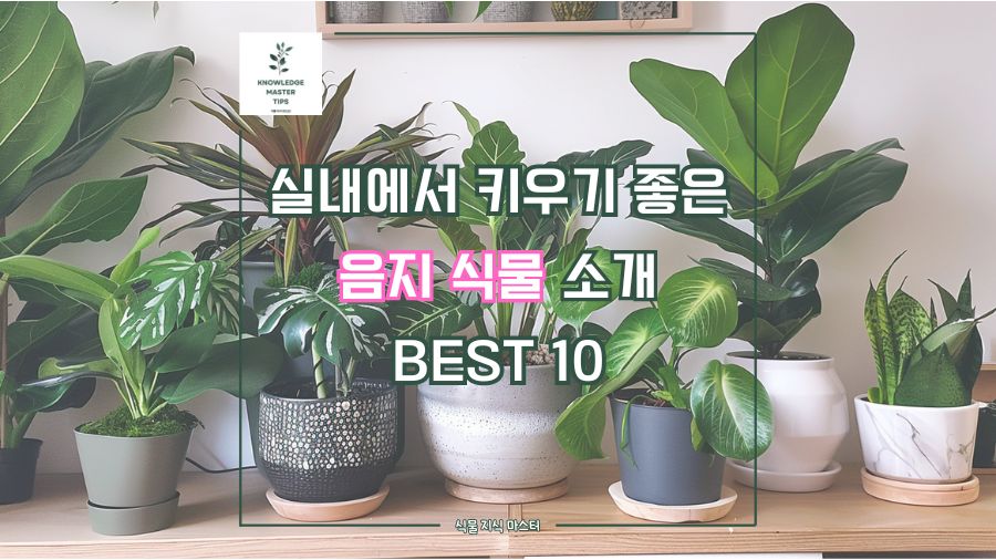 실내에서 키우기 좋은 음지 식물 소개 BEST 10